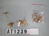 藏品(獸牙玻璃珠頸飾)的圖片